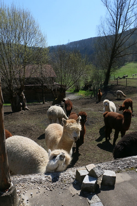 Hofladen Achalm Alpaka Farm