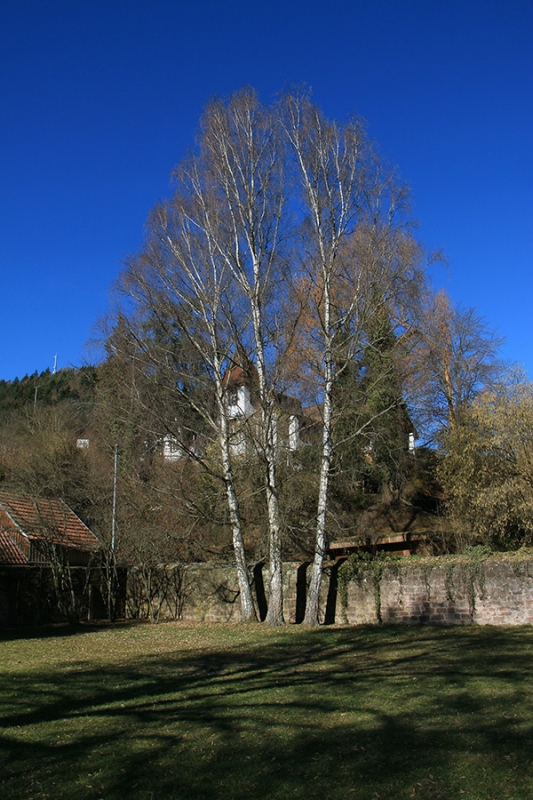 Kloster Hirsau