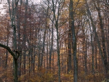 Bürgersee Herbstimpressionen