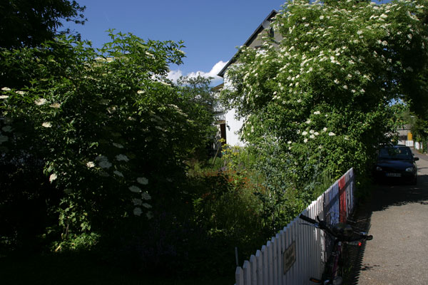 Offene Gartentüren im Klosterviertel 2013._38